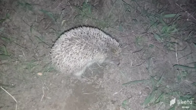 LStXSzvKQZ9RIZoV_2.webp