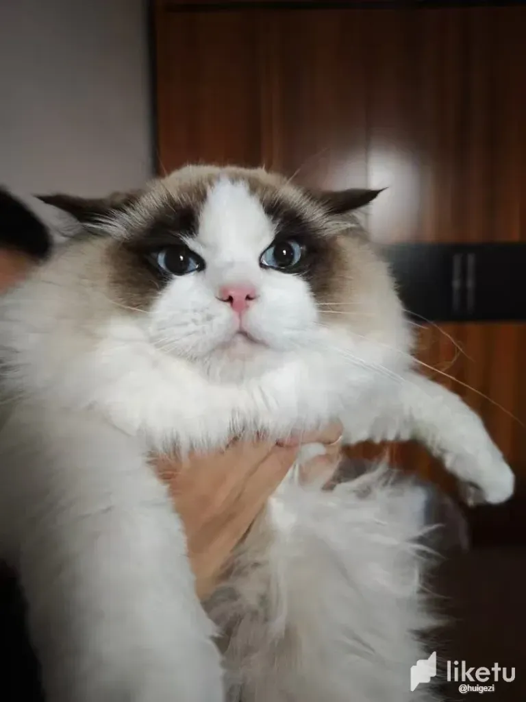 qiZTDG1tL1PgwoWm_1.webp