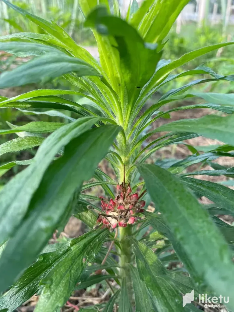 zmkdPRhhHM5c2pOD_6.webp