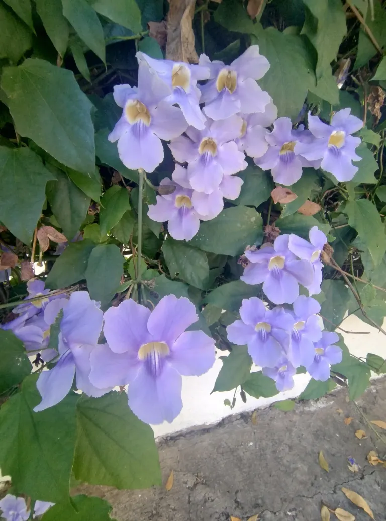 e1pSuA7raLpfEKyA_1000200272.webp