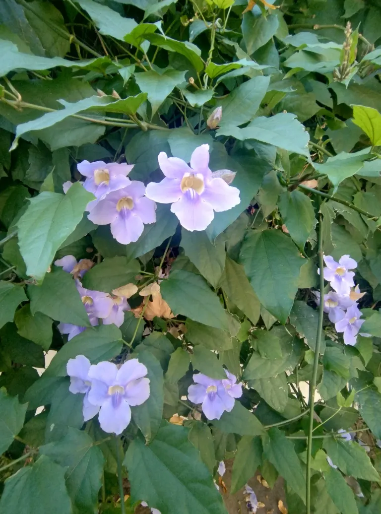 rpoPwN4UFyeM7k9p_1000200260.webp