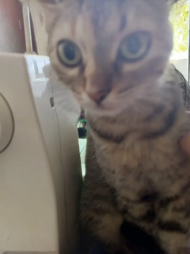e72X6Y3Mwbha9a4l_1000200247.webp