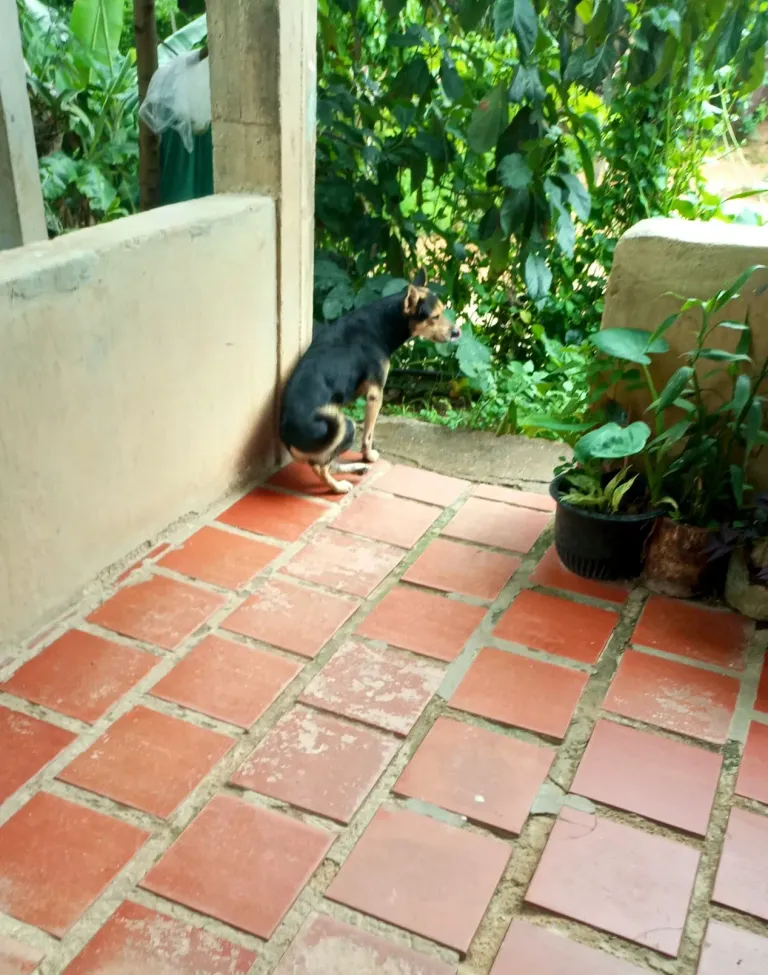 7BFNb8XhztP9c8lG_IMG_20250508_141609_209.webp