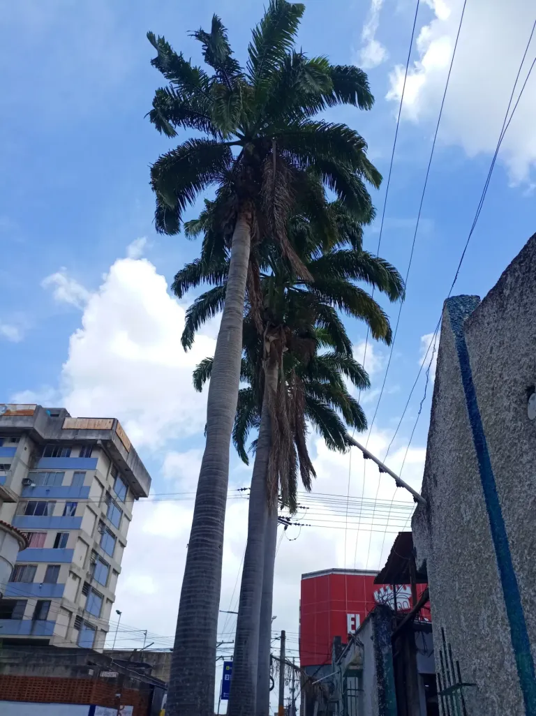 YLMD8mpgQKEJSeJx_IMG_20250701_134639_763.webp
