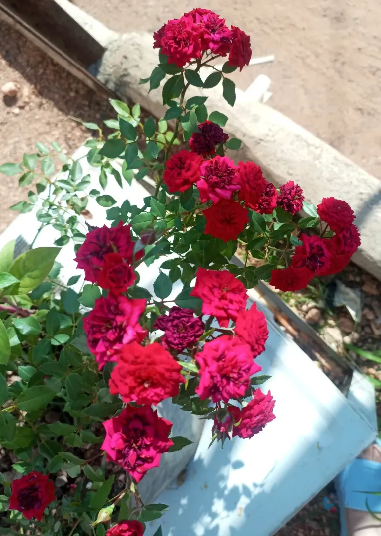 r2xVDib1oEiXsSRn_IMG_20250206_093442_949.webp