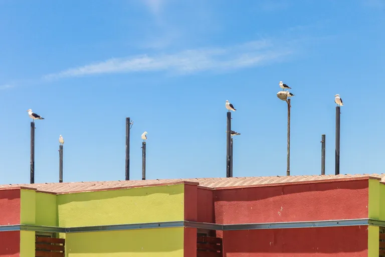 clauyltrz056y0pmjctwb2fhr_seagulls-1.webp