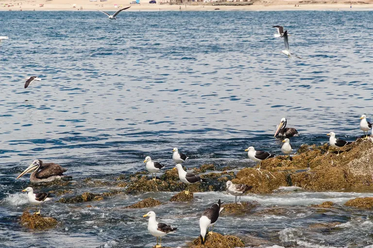 clauylvjm05af1hmjerjrgxdz_seagulls-2.webp