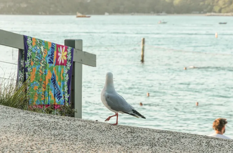 clauym0oh05ap0imj367seo1j_seagulls-4.webp