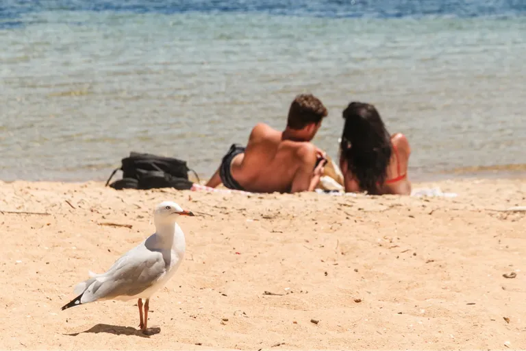 clauym4ew05bd19mj92797mht_seagulls-5.webp