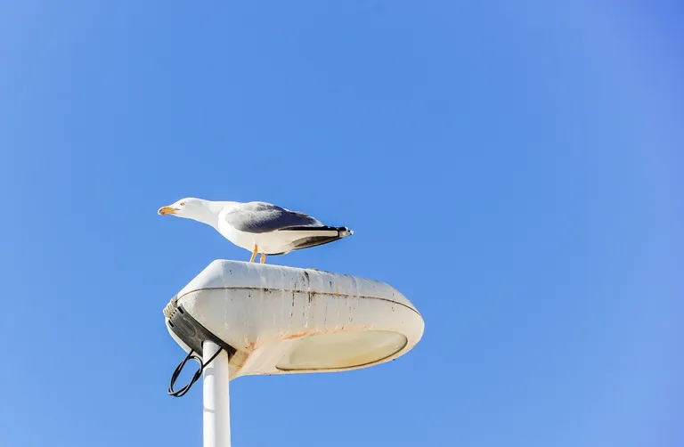 clauym7ya05710pmj280wc5tk_seagulls-7.webp