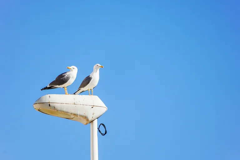 clauym8x405ai1hmjcax8ehfj_seagulls-8.webp