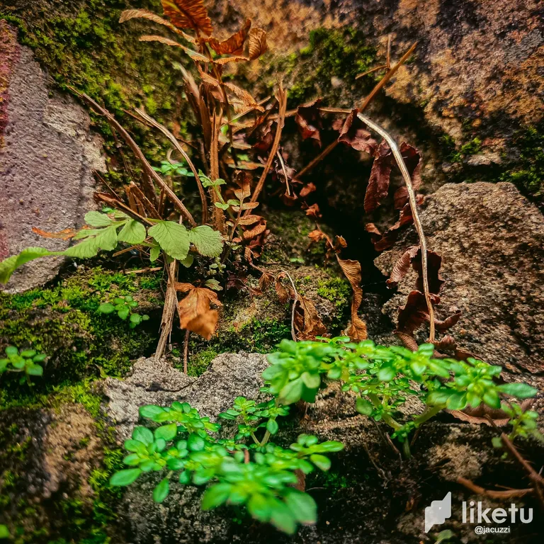 clekzrb1r01j31oszg24se4ou_MIcroGarden_1.webp