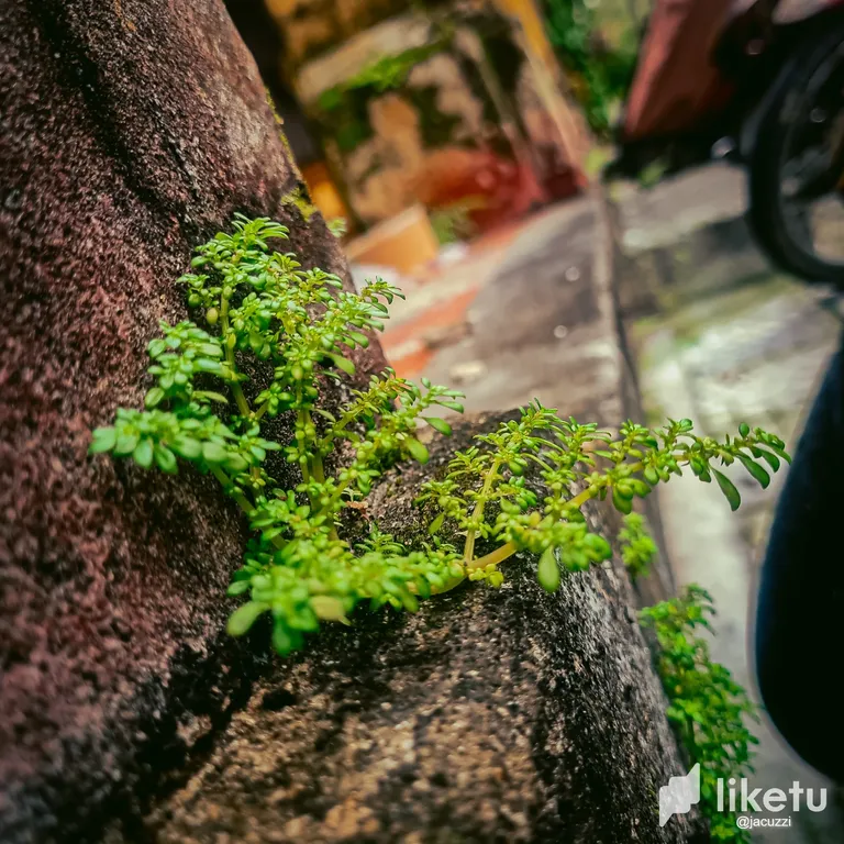 clekzrsu801gy79szanxccsce_MIcroGarden_4.webp