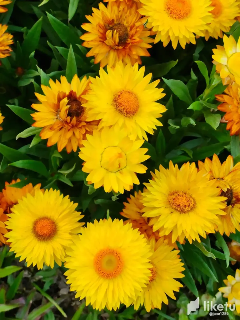 Of Yellow, Orange, Red, and Pink Everlasting