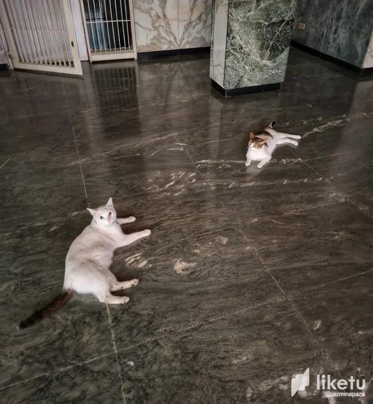 XoyBuU3a09SvrzJB_WhatsApp_Image_2025-06-22_at_9.30.14_PM.webp