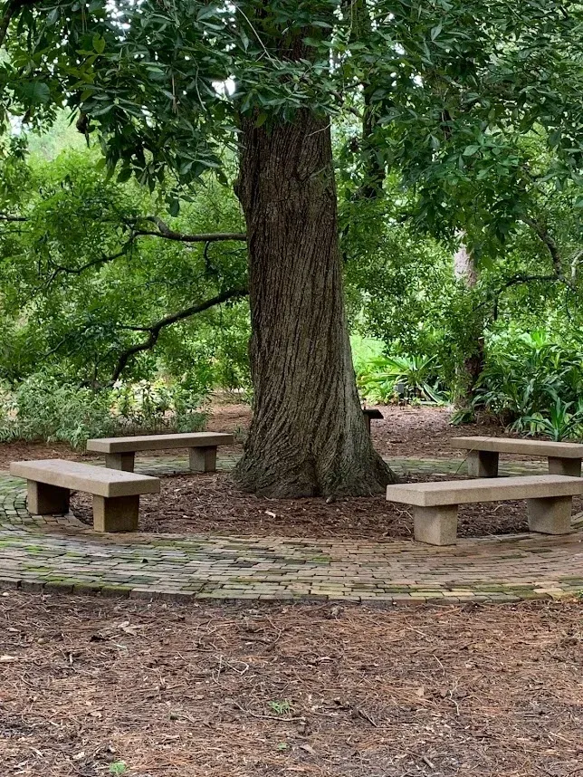 cl74shoti000b0om7166gfwtb_A_Tree_and_its_Bench_Friends.webp