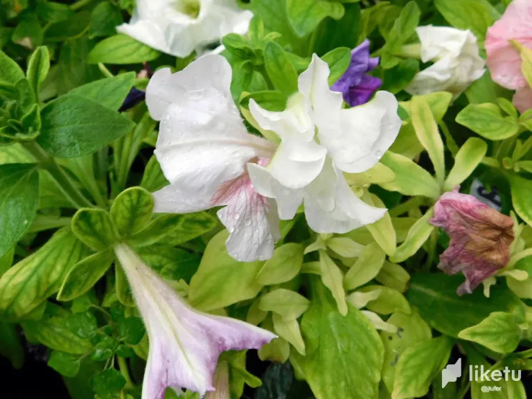 09VT7QvOiHd2PN9r_DSCN0848.webp