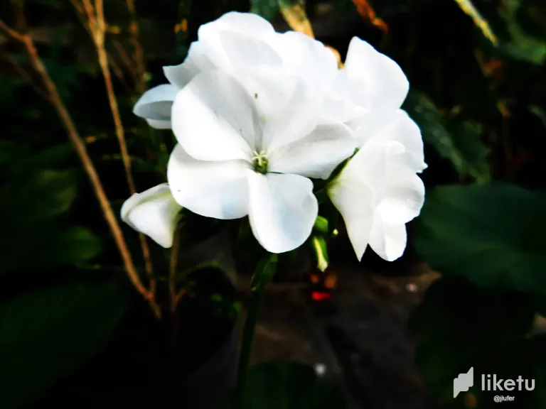 34oWCT8mSNQW7T7e_DSCN0463.webp