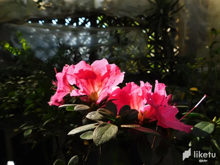5ReXNDY4iKFKLDNq_DSCN0437.webp