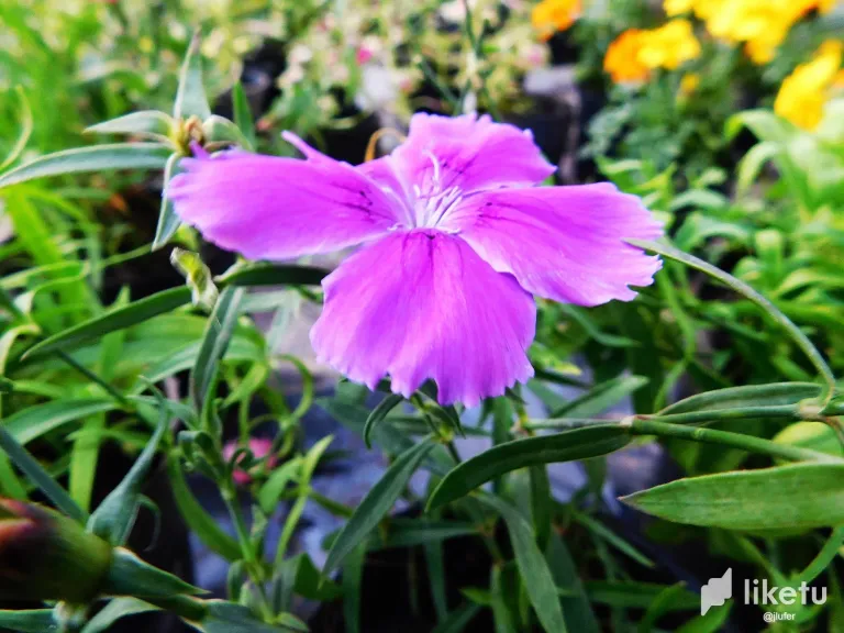 8gRuHKT0FSSUcTi6_DSCN0452.webp