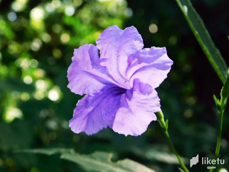 BVl7p5oo1J2hi5bN_DSCN0287.webp