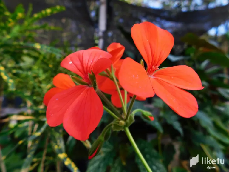FOn41eptbsE6gcOC_DSCN0468.webp