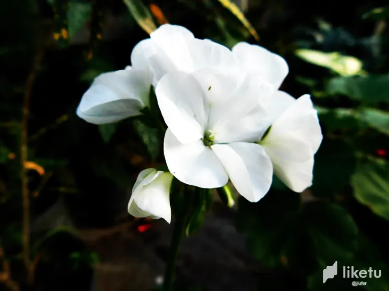KvlJpKAYF7TAgR65_DSCN0465.webp
