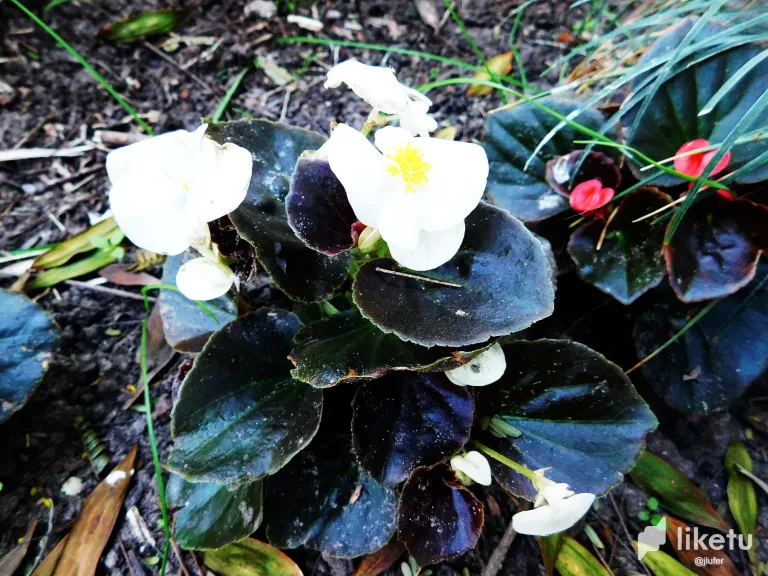 OjHGnlWJfoTkLbvE_DSCN0169.webp
