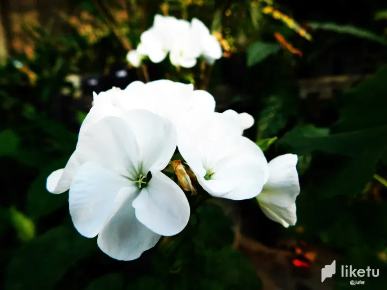 R0Tg9Lf7VU1ti2qE_DSCN0467.webp