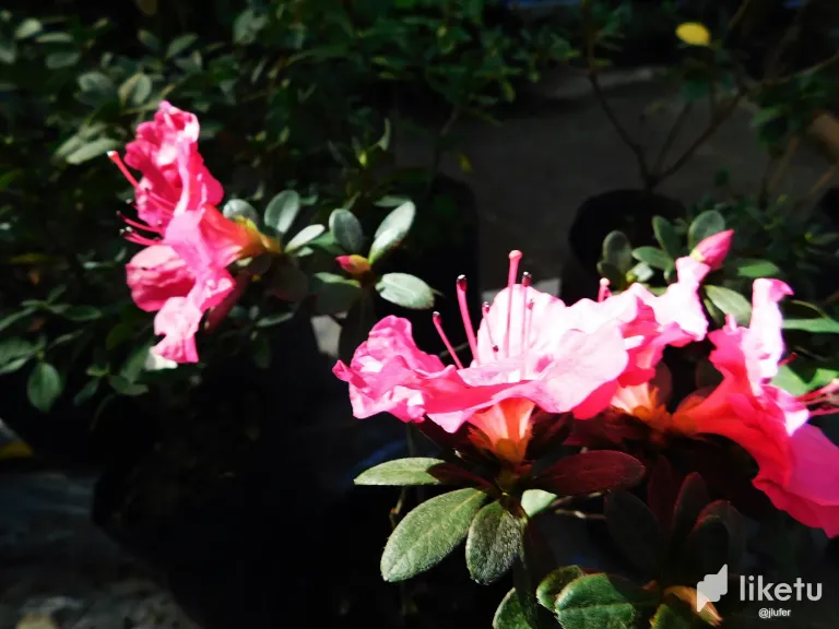 RkVjeG3XLJXclud2_DSCN0440.webp