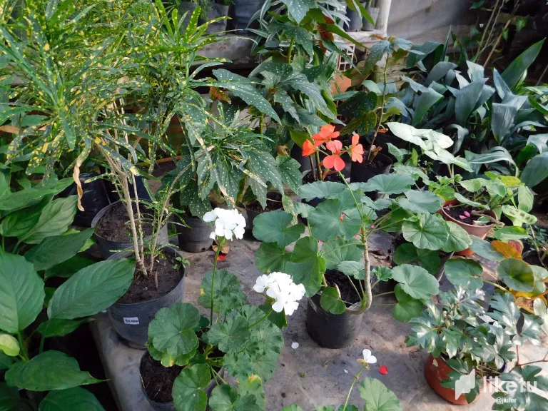 TKCr7cA3QLeHf21i_DSCN0461.webp