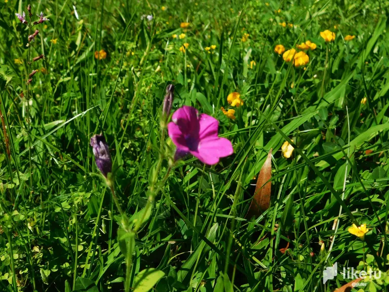 ULc7oVQzP5xudtrO_DSCN0179.webp