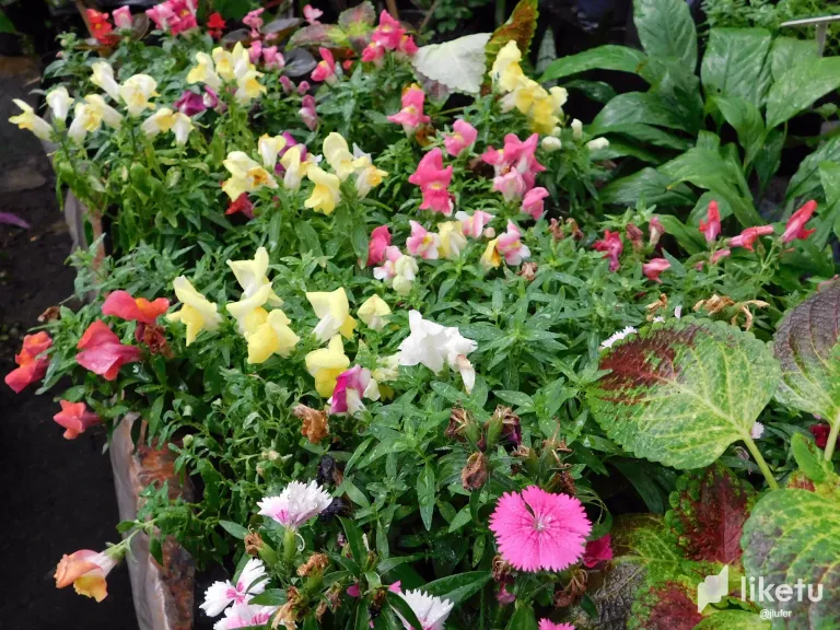 V8CagNPoVOeYcNq7_DSCN0837.webp