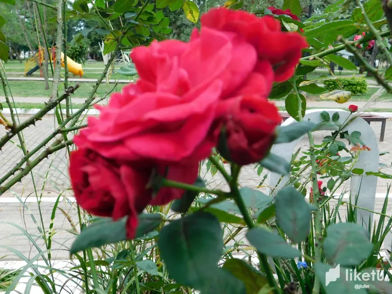 ZB5fpuw4RGN4TyPU_DSCN0124.webp