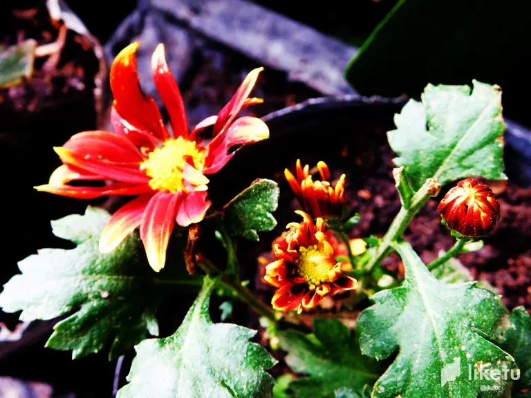 caXrZEbPrEaECkms_DSCN0099.webp