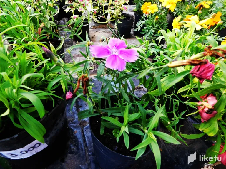 jpTif7LF5rDQ9QfX_DSCN0453.webp