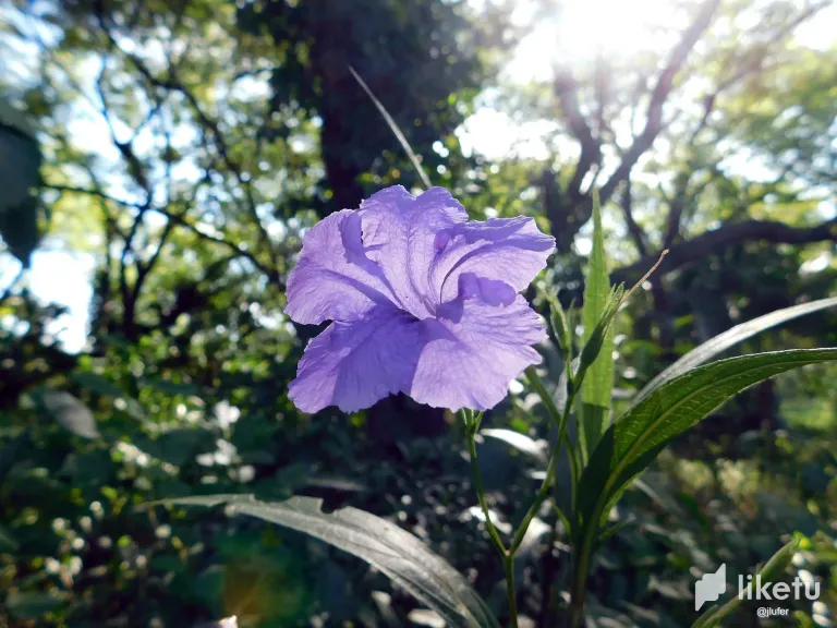 jvGFavRDk3VOUjlT_DSCN0276.webp