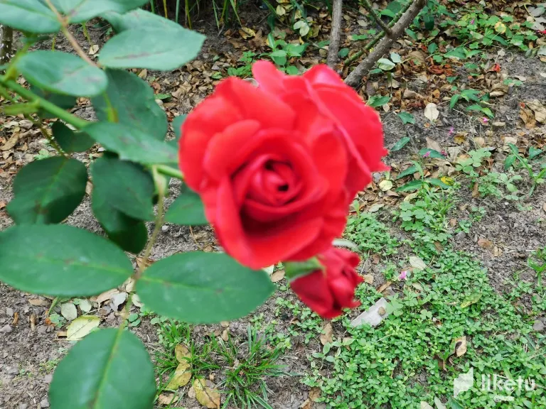 mb9m93RQBkQNoWP1_DSCN0122.webp