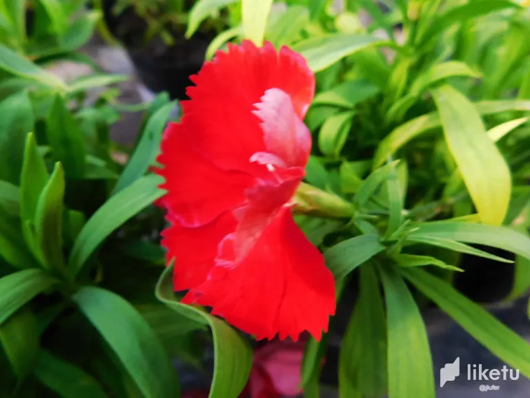 nMkhU93B6rtnfG2j_DSCN0455.webp