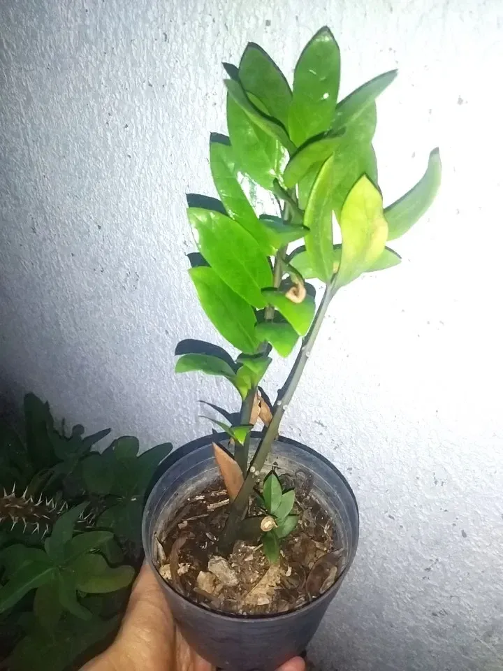 KbthqBewfNVTRZEm_IMG_20250110_194945.webp
