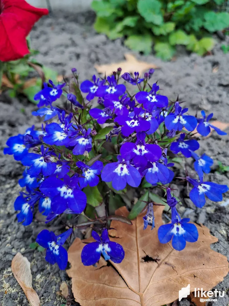 1RJpcfy5O5VJLBIj_20240322_122058.webp