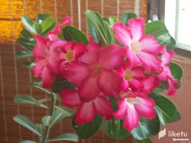 4cuAOUNjHhcoiIaS_100_6189.webp
