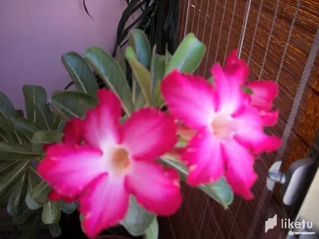 LNNZJKyIRNOBHleh_100_6185.webp