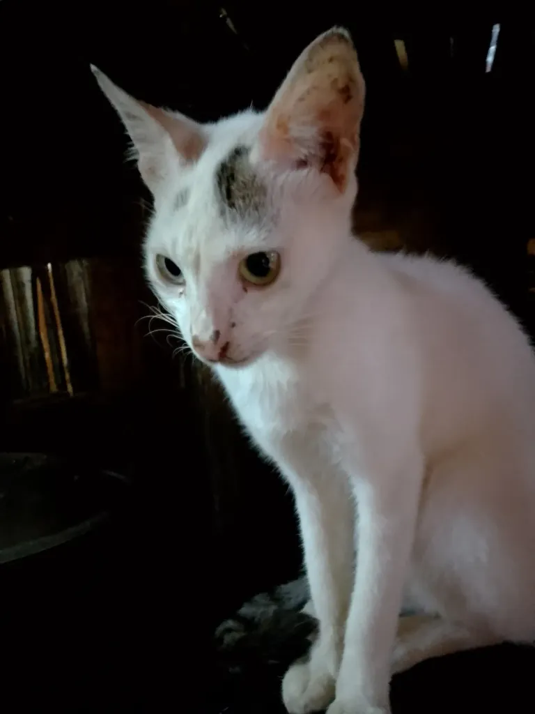Q6CM8OXbAntaCBco_IMG_20250603_070547_585.webp