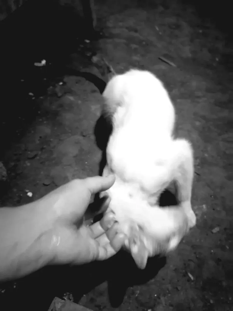 QXW9DguROQ27tyQW_IMG_20250326_191604_edit_10152478234386.webp