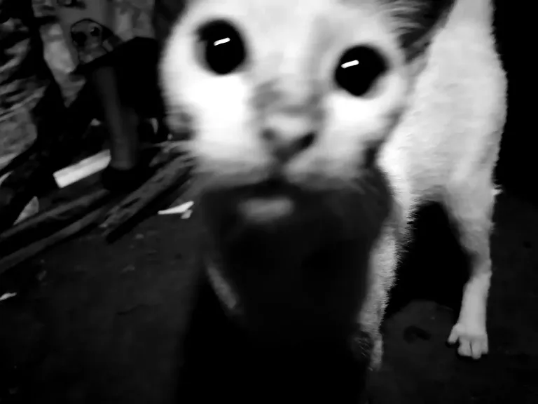 QgIZFV6kuSCJDoYE_IMG_20250326_191501_edit_9643512544360.webp