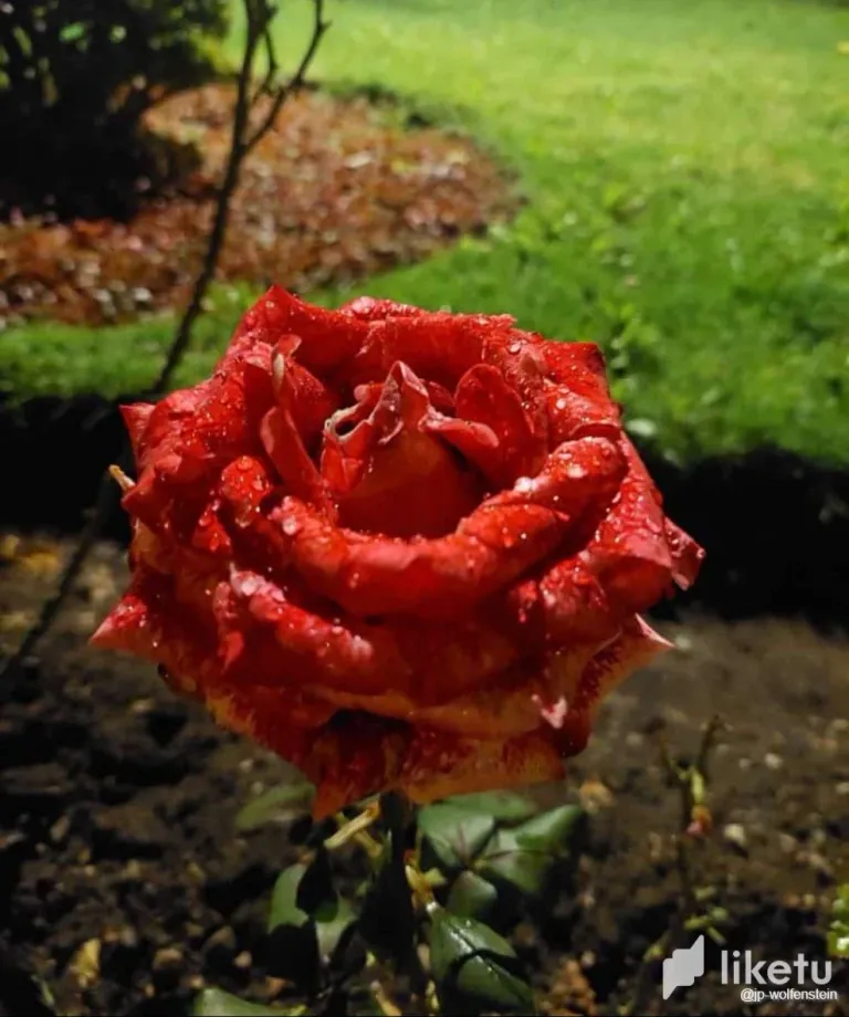 clwh02ish001k6zszgpq62ydr_Rose_are_red.webp
