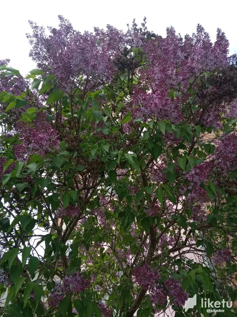 clhdqrayd00ji3xsz5erv1otx_photo_2023-05-07_14-04-12_2.webp