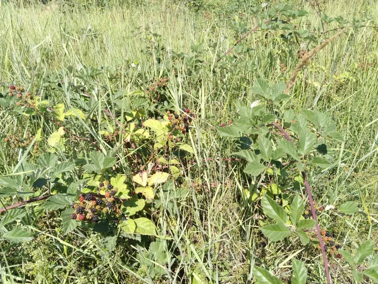 Ftapexj72oODpBza_IMG_20250802_104306.webp
