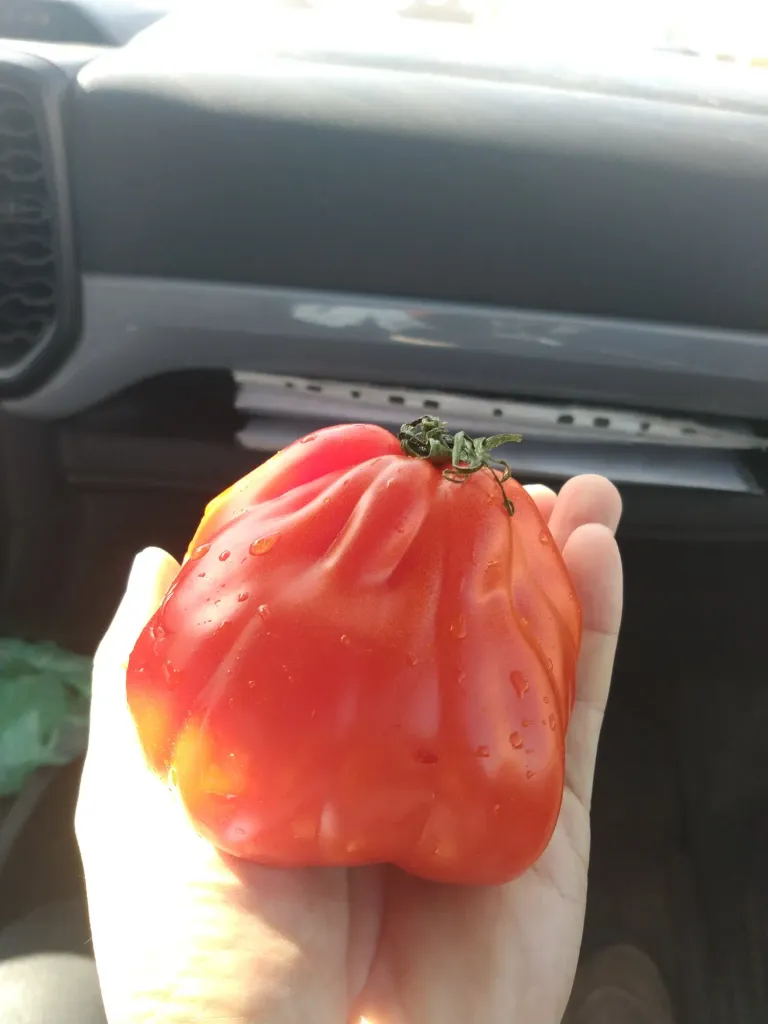 I7GYjkpJ0WZN12W9_IMG_20250814_085818.webp